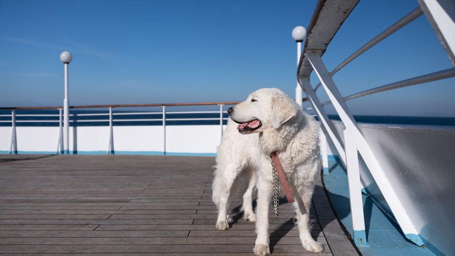 Travelers clash over whether cruise lines should allow dogs and cats on board or not Education Sydney